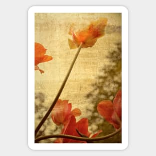 Orange Tulips Sticker